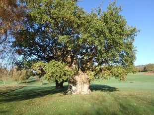 Vote for magnificent ancient Oak in national competition