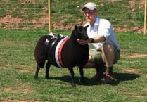 Black Welsh Mountain Sheep Society celebrate cenetary