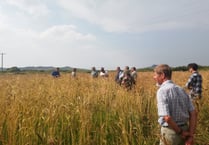 Crop trial on growing ancient wheat varieties