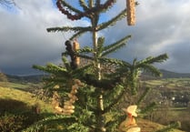 Gardening with Lynne Allbutt
