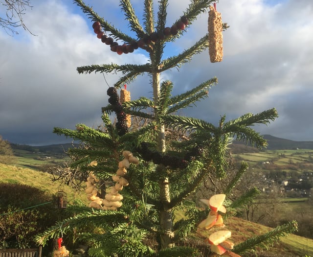 Gardening with Lynne Allbutt