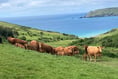 Ross Market sees strong demand for cattle, hoggs, and ewes