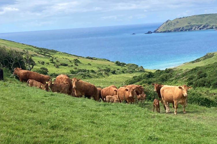 DCS cattle image.jpg