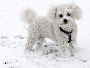 Keep your dogs safe and warm when the weather turns icy