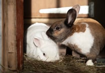 Welsh animal charity hoping bunnies find love