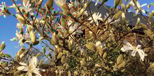 Gardeners and plant lovers will enjoy talks