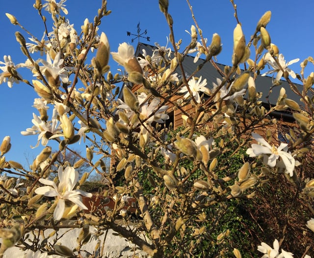 Gardeners and plant lovers will enjoy talks