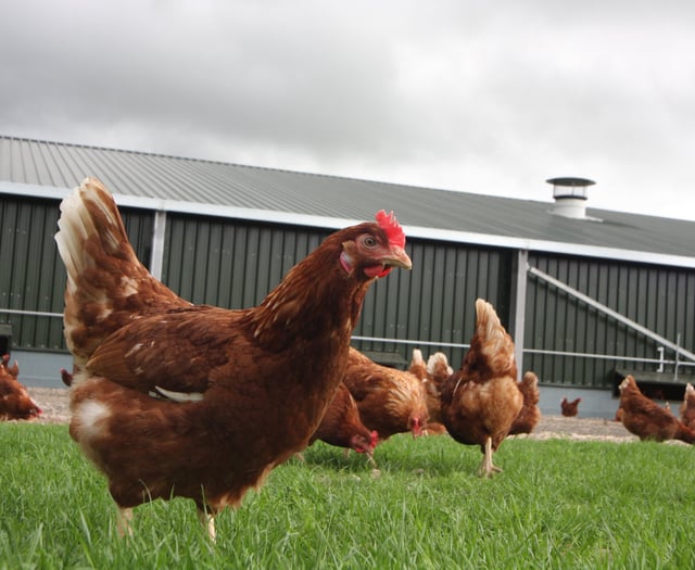 Housing order that has kept poultry cooped up all winter to be lifted