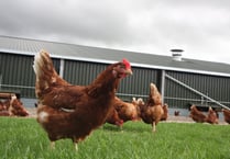 Housing order that has kept poultry cooped up all winter to be lifted