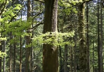 Ramblers explore the Wye's natural beauty for National Walking Month