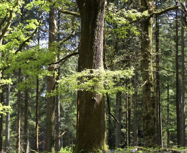 Ramblers explore the Wye's natural beauty for National Walking Month