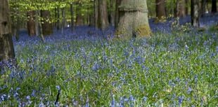 Dave Kent on verse which celebrates the 'mystery' of forests