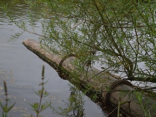 Wye Valley and Forest MPs vote to block sewage discharge bill