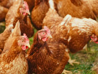 Sheds for 84,000 chickens turned down after Woodland Trust campaign