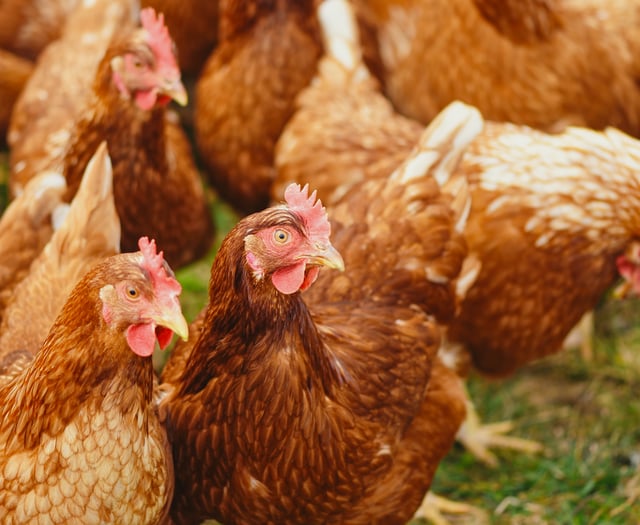 Sheds for 84,000 chickens turned down after Woodland Trust campaign