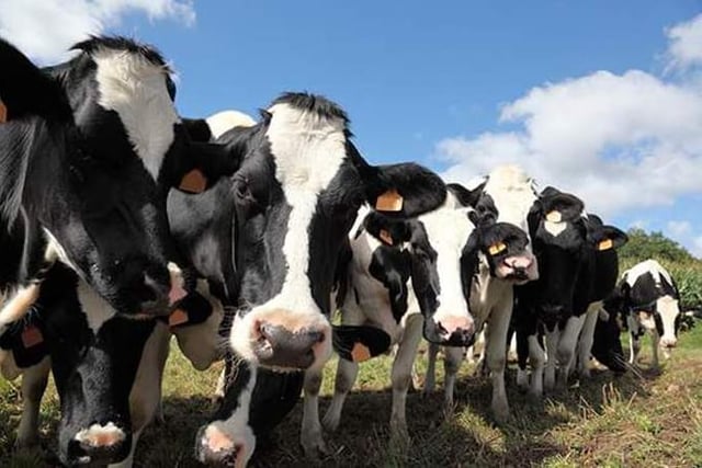 Are cow and sheep cut targets for real?
