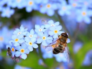 Applications for free gardening packages reopen to communities