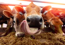 News from the NFU with NFU Cymru county advisor stella owen