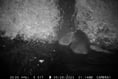 Two babies arrive at Forest beaver project