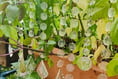 Gibraltar Nursing Home unveils Sensory Garden