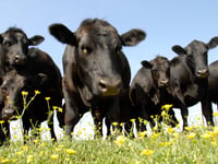 Welsh meat farming greenhouse gas emissions lower than rest of UK 
