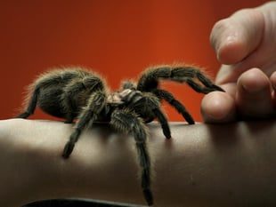 Are you tackling a phobia?