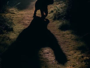 Big cats in Herefordshire? Or could they be lion?