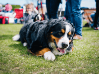 Join the fun at Cross Ash Village Hall's Family Fun Day 