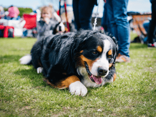 Join the fun at Cross Ash Village Hall's Family Fun Day 