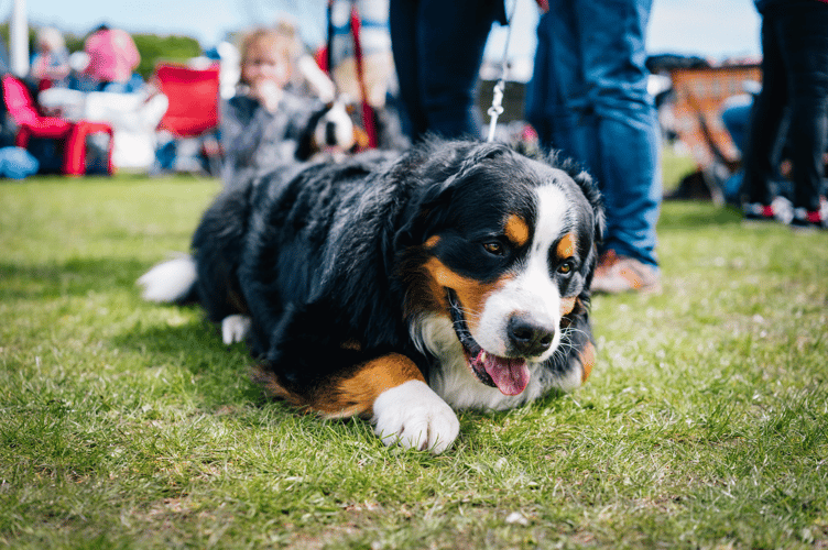 Dog show stock image