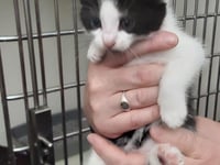 Five 'flea-ridden' kittens left in box at Ruardean roadside