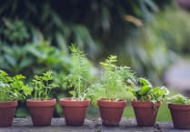 Gardens expert reveals top "minimal effort" tips for a beautiful backyard 