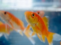 The end of the fairground goldfish?