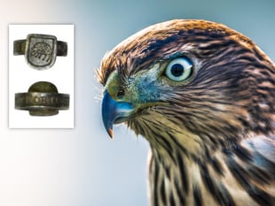 300-year-old hawking ring discovered in Much Marcle