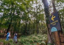 New 'Woodland Wellbeing' trail created at Symonds Yat by Forestry England