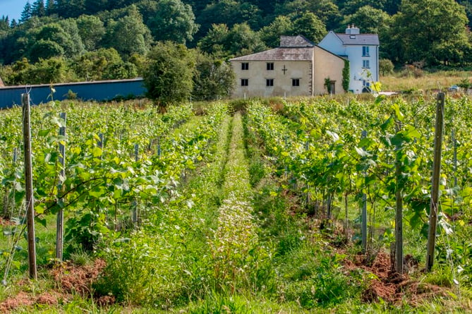 newton court vineyards