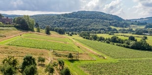 Vineyards for sale offer "rare and remarkable" opportunity 