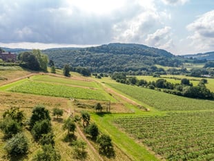 Vineyards for sale offer "rare and remarkable" opportunity 
