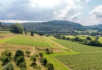 Vineyards for sale offer "rare and remarkable" opportunity to enter wine industry