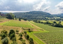 Vineyards for sale offer "rare and remarkable" opportunity 