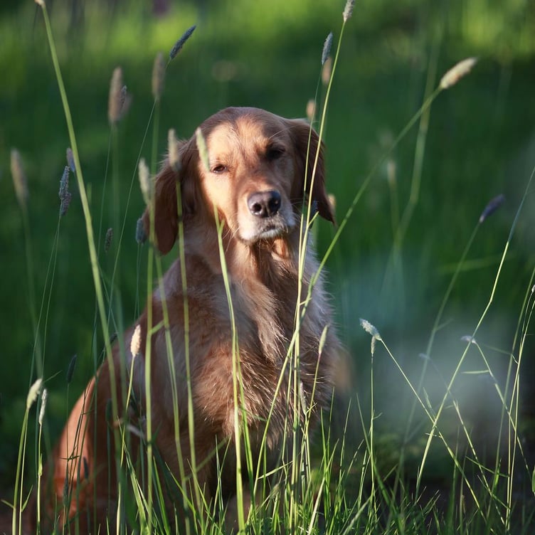 Monty Don's golden retriever Nell