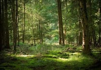 Tourism tax for the Forest of Dean could be 'worth looking into'