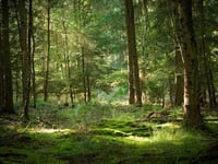 Tourism tax for the Forest of Dean could be 'worth looking into'
