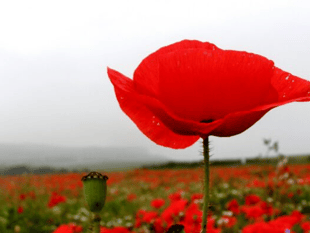 Why we wear a poppy to mark Remembrance Sunday