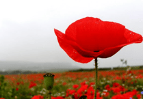Why we wear a poppy to mark Remembrance Sunday