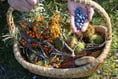 Foraging talk tonight