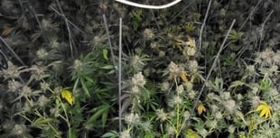 Cannabis found after raid