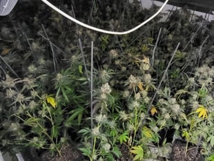 Cannabis found after raid