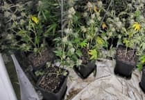 Cannabis found after raid