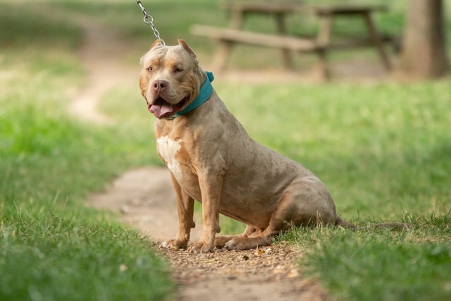 Dog in fatal Rogiet attack was an XL Bully say police